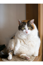 Pet Obesity Epidemic